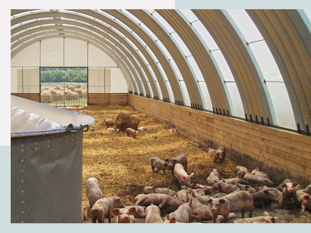 Строительство свинарников в Балашове